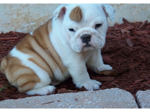 pug puppies for sale manila adorable pug puppies for sale san fernando lista ph pug puppies for sale manila adorable pug puppies for sale san fernando lista ph