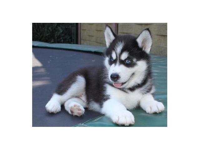husky puppies for sale pa siberian husky puppies for sale in pa for a low prices breeds picture husky puppies for sale pa siberian husky puppies for sale in pa for a low prices breeds picture